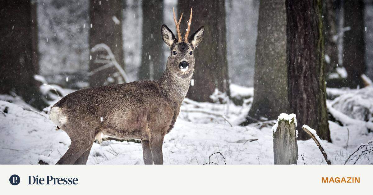 Bambi - Ein kleiner Rehbock auf großer Abenteuerreise